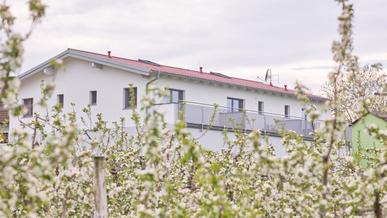 Apricot blossom at Weinhof Maier, © Weinhof Maier Blossoming apricot trees in front of a modern building with a red roof.