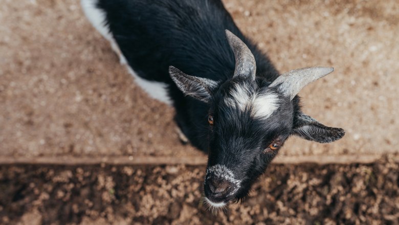 Petting zoo and adventure playground, © Niederösterreich Werbung/Daniela Führer Close-up of a black and white goat on sandy ground.