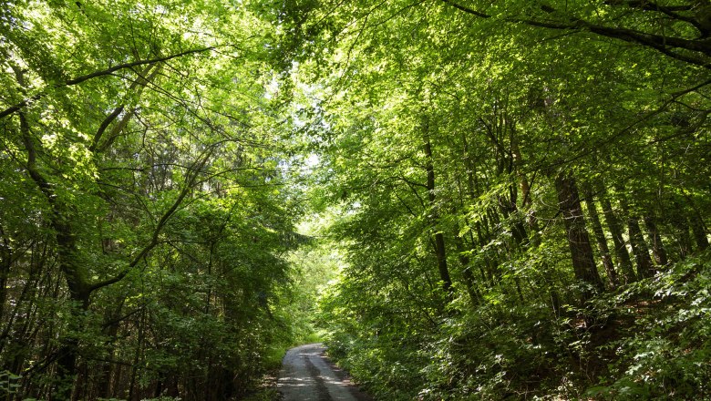MTB tours in the Waldviertel, © Donau NÖ_Barbara Elser Forest path left and right green trees