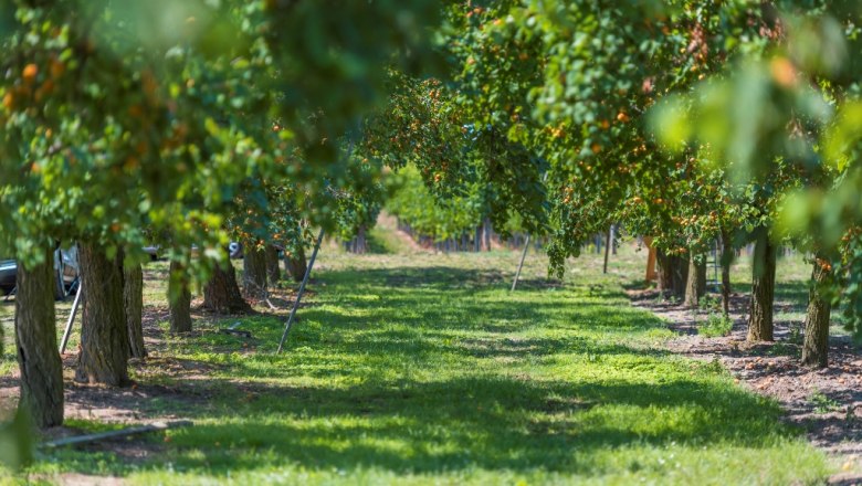Apricot garden, © Philipp Monihart Apricot garden, © Philipp Monihart