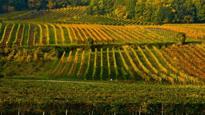 Vineyards, © Fotohaus Hans Krist Vineyards in autumnal colors with forest in the background.
