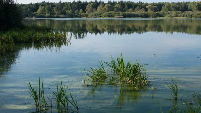 Ottenstein pond plate, © Matthias Schickhofer A tranquil pond with reeds and trees in the background.