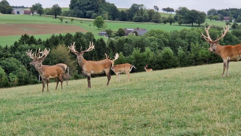 Hochrieß Wildlife Park - only 35 minutes from the Happy Nest and always worth a visit., © Martin Bachner_Happy Nest Hochrieß Wildlife Park - only 35 minutes from the Happy Nest and always worth a visit., © Martin Bachner_Happy Nest
