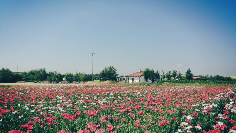 Recreational pond Eisengraben, © Gemeinde Jaidhof A blooming poppy field with a small white building in the background under a clear blue sky.