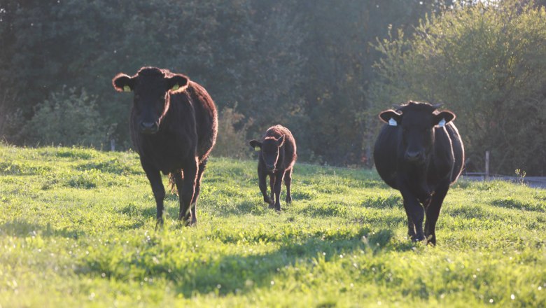 Wagyu cattle on the pasture, © Wagyuhof GmbH Wagyu cattle on the pasture, © Wagyuhof GmbH