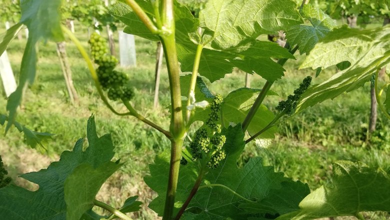 Vineyards, © Weingut Simetzberger Vineyards, © Weingut Simetzberger