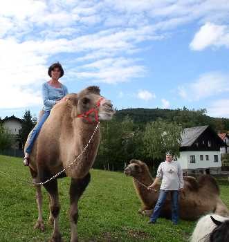 Meiselberghof, © Meiselberghof Person rides a camel, another person holds another camel in a meadow.