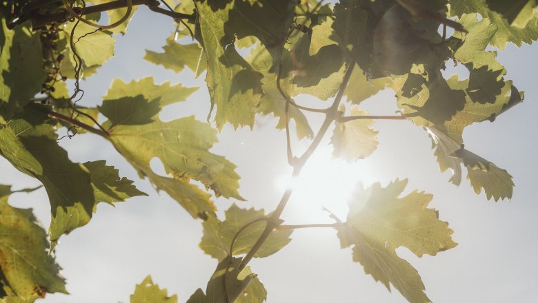 Vine leaves, © Weinviertel Tourismus / Sophie Menegaldo Sunlight shines through vine leaves in a vineyard.
