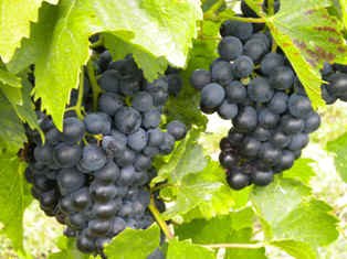 Grapes, © Weingut Grabner Dark blue grapes hang on a vine with green leaves.