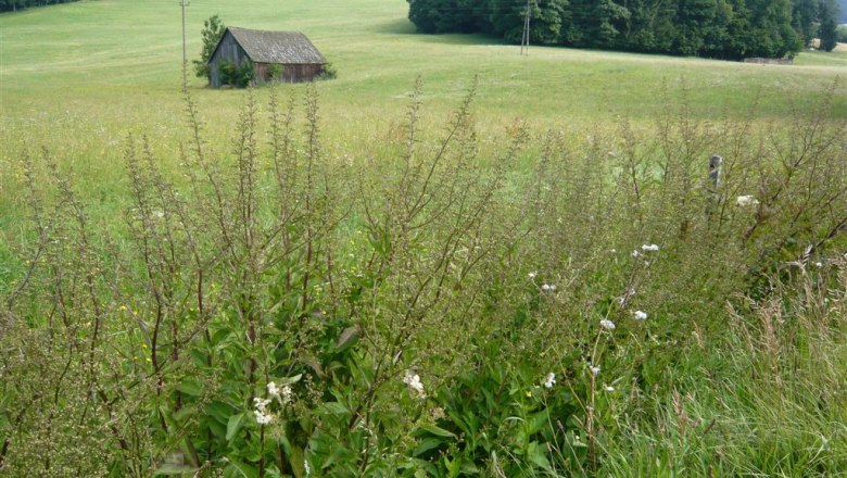 Klausen Leopoldsdorf, © botanische Spaziergänge Landscape with meadow, small woodshed and forest in the background.