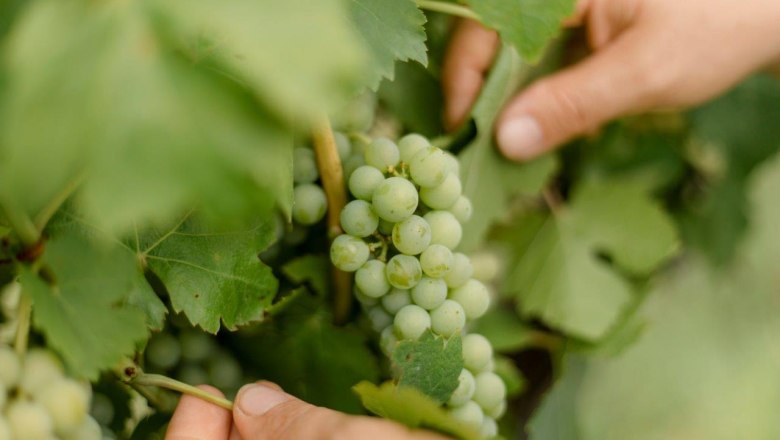 Herzinger Winery, © schwarz-koenig.at Herzinger Winery, © schwarz-koenig.at