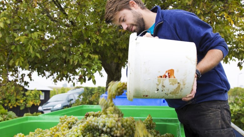 Winemaker Alexander Waberer, © Weingut Waberer Man pours grapes from a bucket into a green crate.