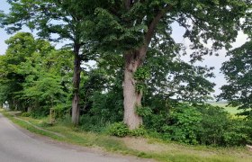 katzelsdorf-tree, © Thermengemeinden A large tree stands at the side of the road next to a country road.