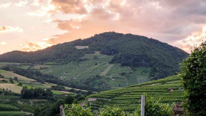 Ried Trenning, © Markus Digruber Ried Trenning, © Markus Digruber