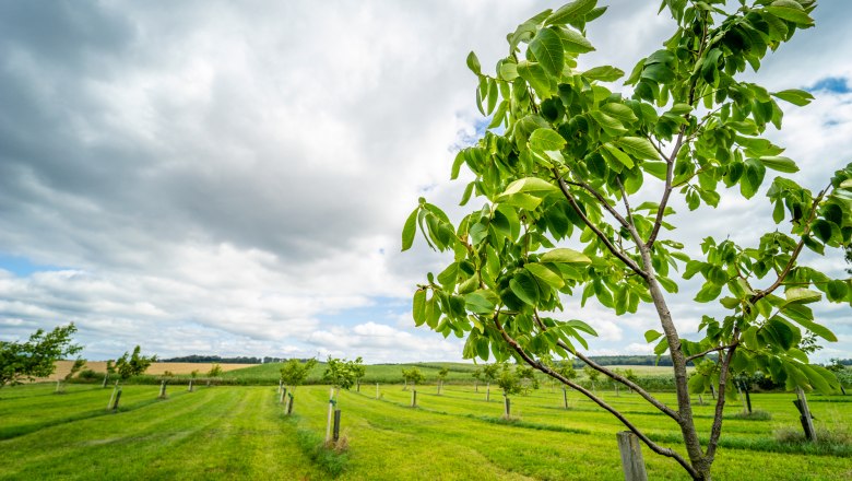 Bergland is the home of the Nussland company, © Gerald Prüller/CleanHill Studios Bergland is the home of the Nussland company, © Gerald Prüller/CleanHill Studios
