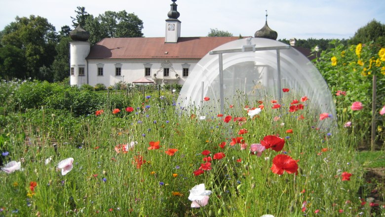 ARCHE NOAH show garden, © Arche Noah Flower meadow in front of a historic building with onion domes.