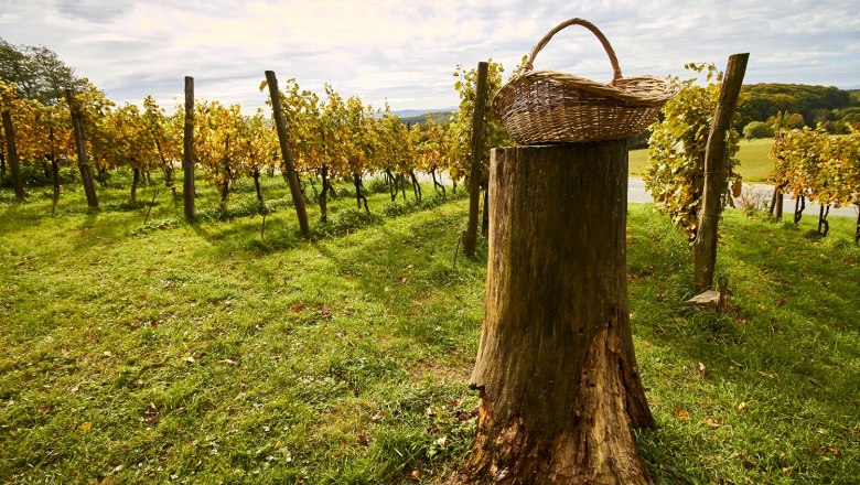 Landscape Tulbing, © Blauuel GesmbH A vineyard with yellow leaves and a basket on a tree stump.