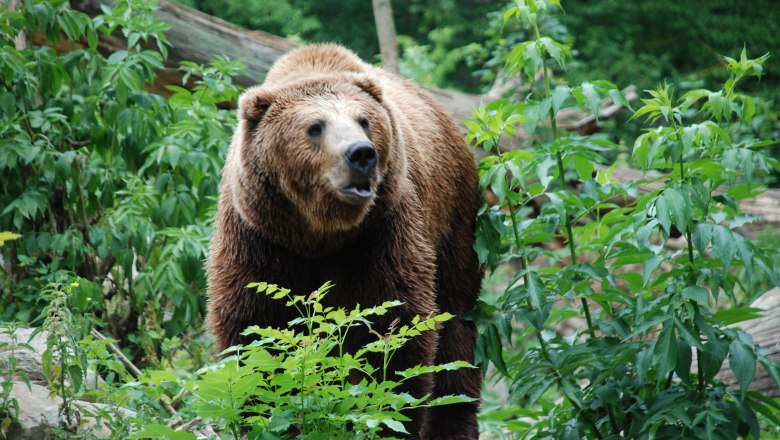 Brown bear, © Stadtgemeinde Haag A brown bear stands in a green, wooded area.