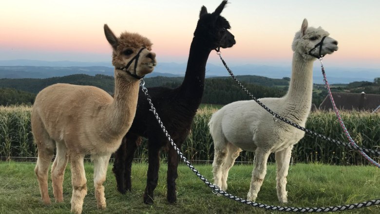 Alpacas in three colors, © Martina Täubl Three alpacas in different colors stand in a meadow in front of a sunset.