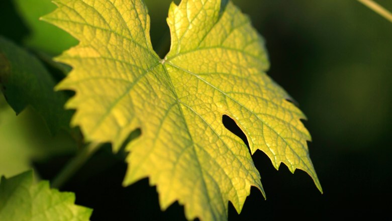 Vine leaves, © Weinviertel Tourismus / Christine Wurnig Close-up of a green vine leaf in the sunlight.