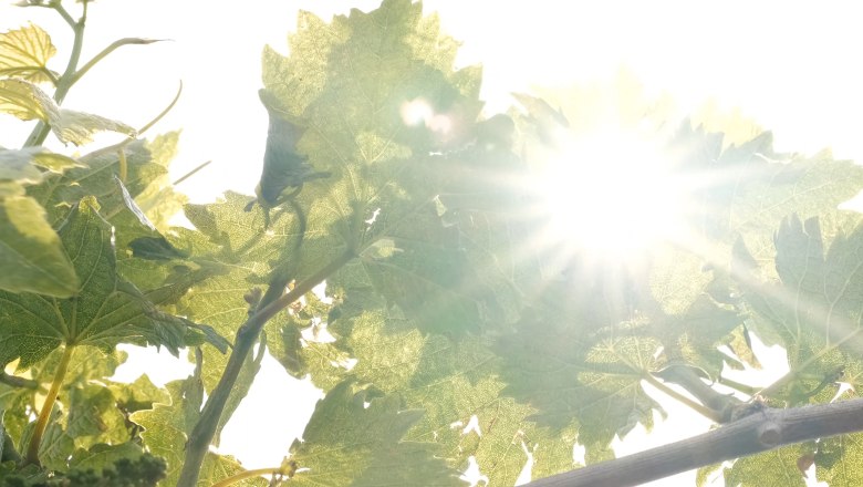 Hartl Winery, © Wienerwald Tourismus/Kerstin Semmelmeyer Hartl Winery, © Wienerwald Tourismus/Kerstin Semmelmeyer