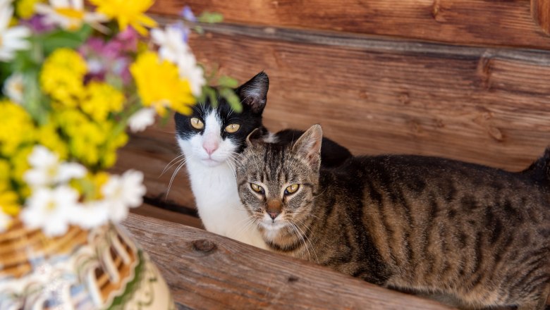 Cats, © Höbarten Cats, © Höbarten