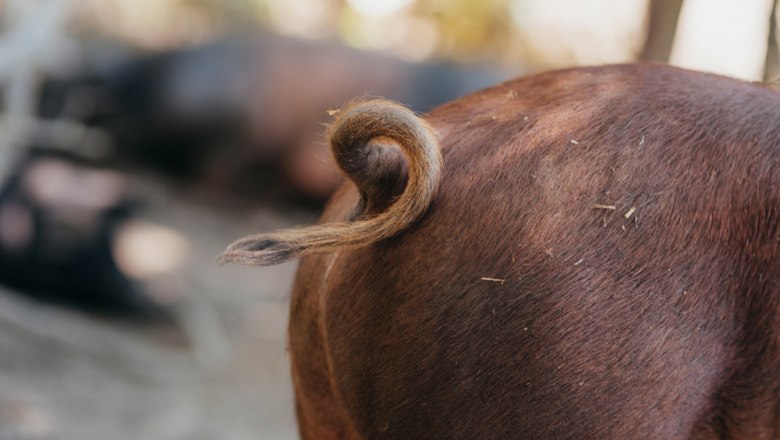 Curly pig, © Niederösterreich Werbung/Daniela Führer Close-up of a pig's tail curling.