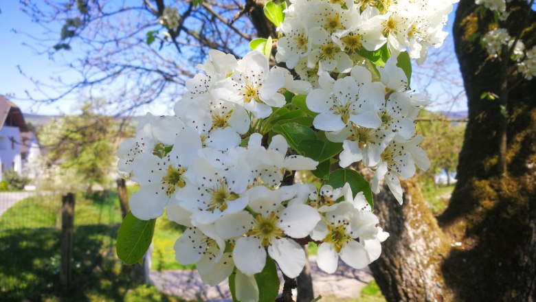 Nature in bloom at the Mayerhof, © Fam. Mayer Blossoming fruit tree in spring