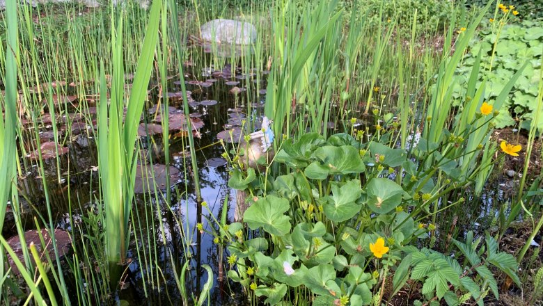 Water lilies, © Hofbauer A pond with water lilies, reeds and yellow flowers, surrounded by a stone wall and plants.