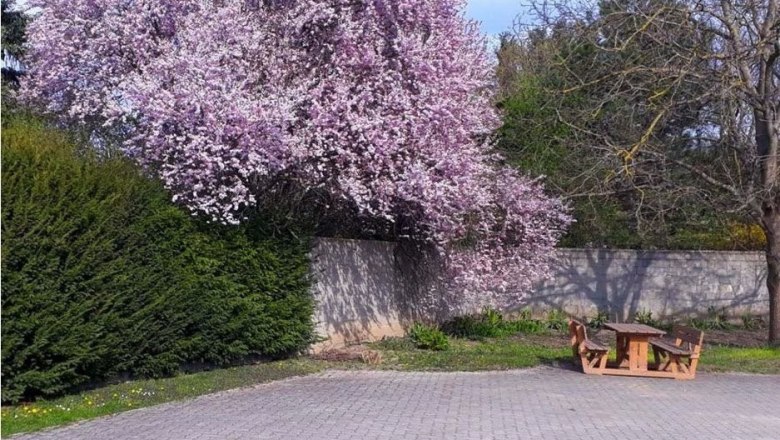 Organic farm Lembacher, © Ursula Lembacher A blossoming tree with pink flowers next to a stone wall and a wooden seating area on a paved square.
