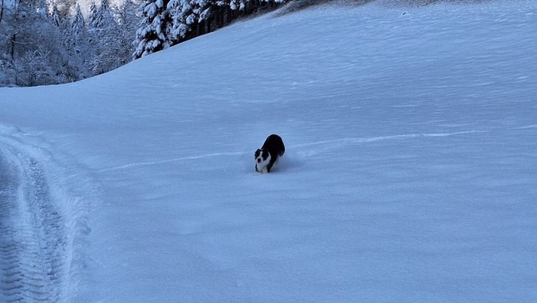ferienhof-schelchen-in-winter-16, © Schoisswohl ferienhof-schelchen-in-winter-16, © Schoisswohl