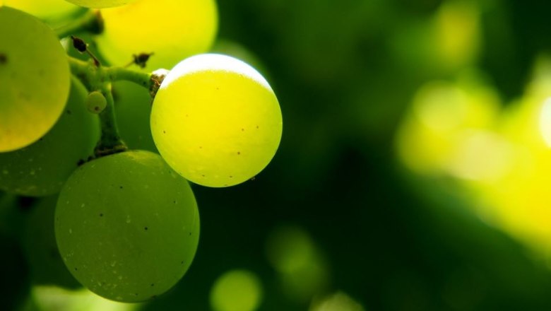 Winery Kerschbaumer, © Pixabay Winery Kerschbaumer, © Pixabay