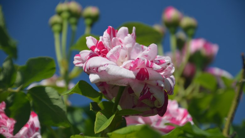 Rose blossom Wild meadow, © Brigitte Mahr Close-up of a pink and white striped rose blossom against a blue sky.