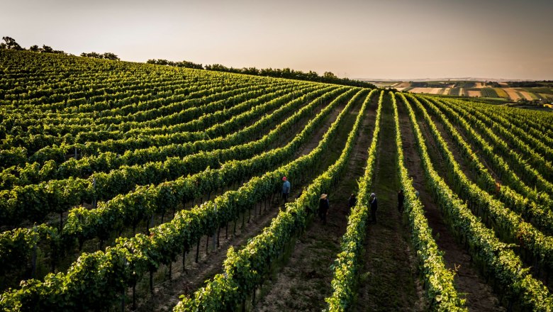Ried Karlsberg, © Weingut Liechtenstein Vineyard with rows of vines at sunset, people walking between the rows.