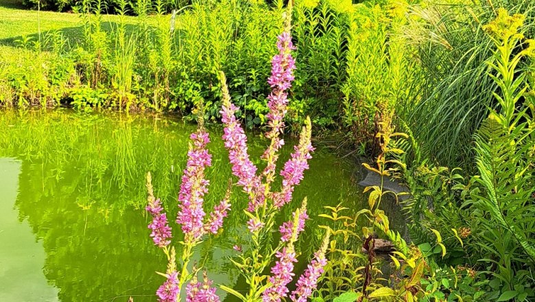 Guest room Sonja, Grafenwörth, © Gästezimmer Sonja Guest room Sonja, Grafenwörth, © Gästezimmer Sonja