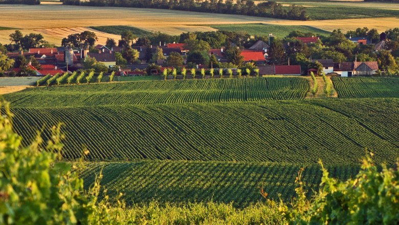 Pillichsdorf, © Thomas Falch Landscape with vineyards and village in the background.