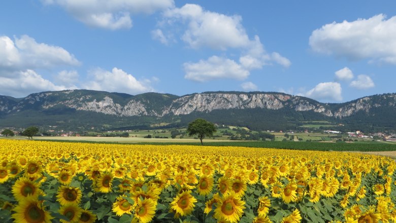 Panorama Hohe Wand, © Naturpark Hohe Wand A field of sunflowers in front of a mountain range under a blue sky with white clouds.