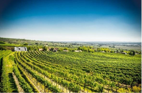 Winery Franz Anton Mayer GmbH, © Weingut Franz Anton Mayer GmbH Winery Franz Anton Mayer GmbH, © Weingut Franz Anton Mayer GmbH