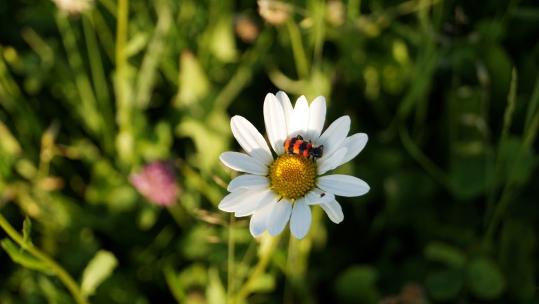 KaFaHof, © Martina Falkner KaFaHof, © Martina Falkner