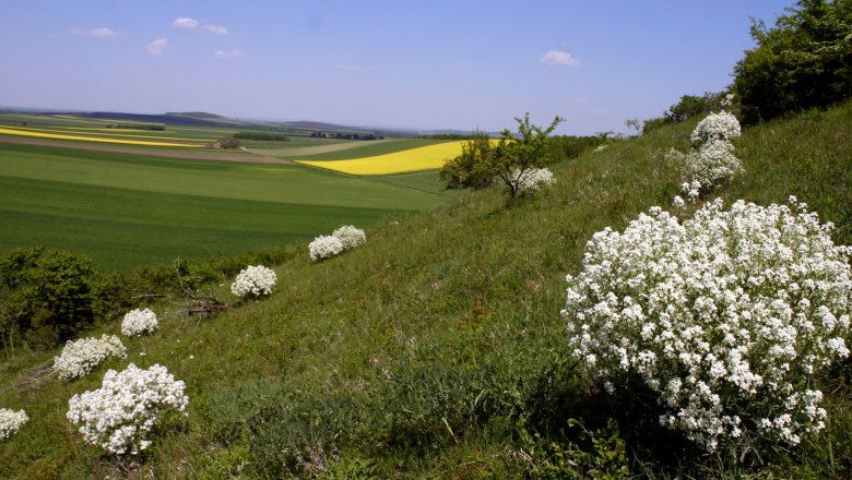 Ottenthal, © Gemeinde Ottenthal Hilly landscape with white flower bushes and fields in the background.