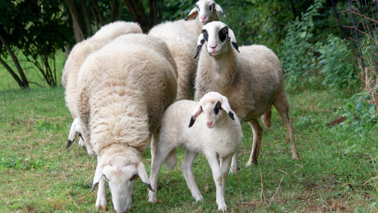 kaerntner-glasses sheep, © Karnerhof kaerntner-glasses sheep, © Karnerhof