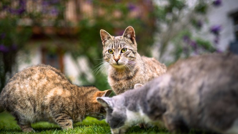 Farm Dissauer Family Rosinger, © Niederösterreich Werbung / Maximilian Pawlikowsky Three cats in a meadow, one looking into the camera.