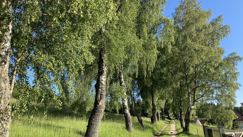 Birkenallee 150 m away, © Dieter Juster Birkenallee 150 m away, © Dieter Juster