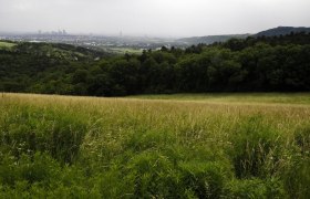 View from the Bisamberg, © LEADER-Region Weinviertel / Lahofer View of a green meadow with a forest in the background and a town in the distance.