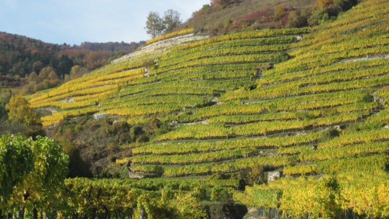 Guesthouse Denk, © Gästehaus Denk Terraced vineyards in the fall with yellow-green vines and a path in the foreground.