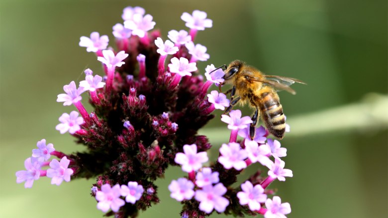 Bee, © Frasl A bee sits on a purple flower and collects nectar.