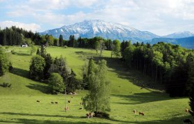 Alm Hochbärneck, © weinfranz.at Green alpine meadow with cows and a snow-covered mountain in the background.