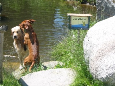 Dog mud bath, © Gasthof Lichtenwallner Dog mud bath, © Gasthof Lichtenwallner