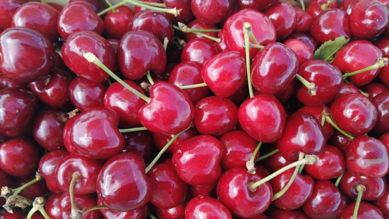 Cherry orchard Bruck/Leitha, © Nicole Windholz A basket full of red cherries with green stems. Cherry orchard Bruck/Leitha