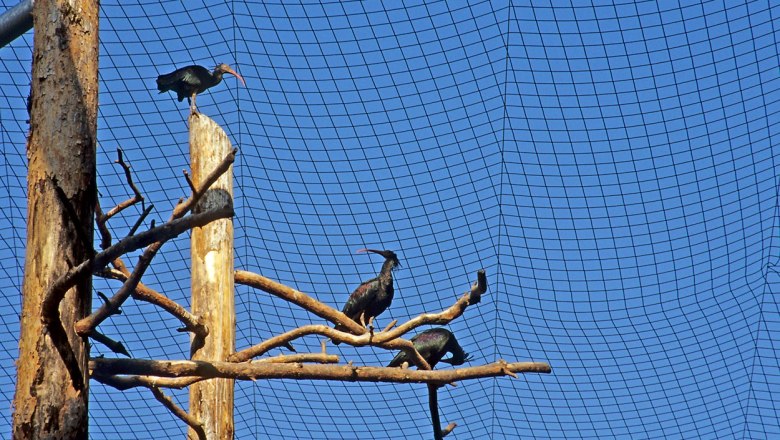 Northern bald ibis - rare ibis species, © Verein Waldrapp Three Northern Bald Ibises on branches in an enclosure with net cover.